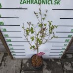 Orgován (Syringa) ´JOSEE´ - výška 80-100 cm, kont. C7L - NA KMIENKU